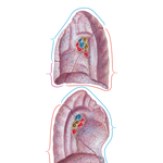 Lungs: Medial Views