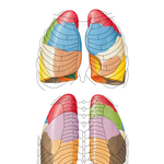 Bronchopulmonary Segments