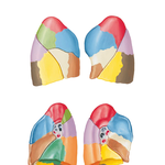 Bronchopulmonary Segments (continued)