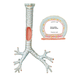 Trachea and Major Bronchi