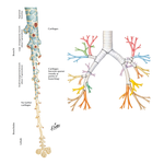 Bronchi and Intrapulmonary Airways