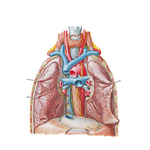 Great Vessels of Superior Mediastinum