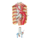 Bronchial Arteries and Veins