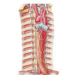 Autonomic Nerves of Thorax