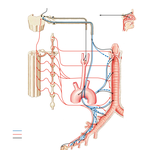 Innervation of Tracheobronchial Tree: Schema
