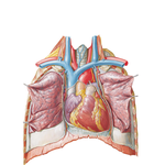 Heart: Anterior Exposure