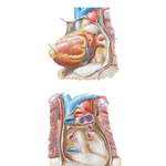 Pericardial Sac