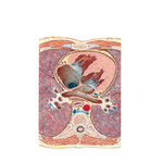 Mediastinum: Cross Section