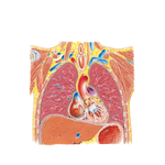 Thorax: Coronal Section of Heart and Ascending Aorta