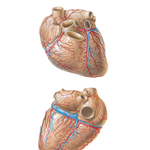 Coronary Arteries and Cardiac Veins