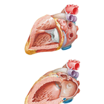 Left Atrium and Ventricle
