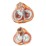 Valves and Fibrous Skeleton of Heart