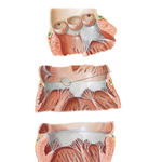 Valves and Fibrous Skeleton of Heart (continued)