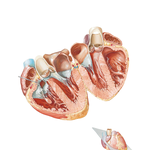 Atria, Ventricles, and Interventricular Septum