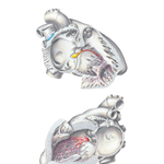 Conducting System of Heart