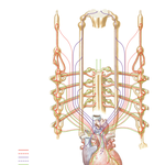 Innervation of Heart: Schema