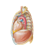 Mediastinum: Left Lateral View