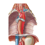 Esophagus in Situ