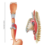 Topography and Constrictions of Esophagus