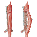 Musculature of Esophagus