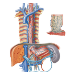 Veins of Esophagus