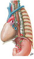 Lymph Vessels and Nodes of Esophagus