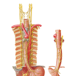 Nerves of Esophagus