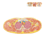 Cross Section of Thorax at T3 Level