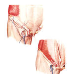 Inguinal and Femoral Regions
