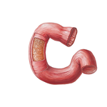 Layers of Duodenal Wall