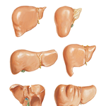 Variations in Form of Liver
