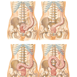 Sigmoid Colon: Variations in Position
