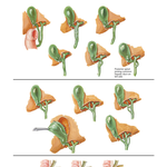 Variations in Cystic, Hepatic, and Pancreatic Ducts