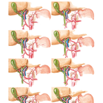 Variations in Hepatic Arteries