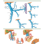 Variations and Anomalies of Hepatic Portal Vein