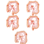 Variations in Colic Arteries 
