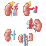 Variations in Renal Artery and Vein