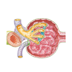 Histology of Renal Corpuscle   