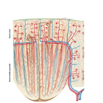 Blood Vessels in Parenchyma of Kidney: Schema