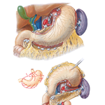 Lymph Vessels and Nodes of Stomach