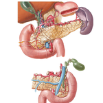 Lymph Vessels and Nodes of Pancreas