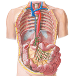 Lymph Vessels and Nodes of Small Intestine