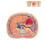 Schematic Cross Section of Abdomen at Middle T12