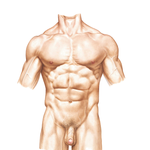 Abdomen: Surface Anatomy