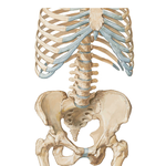 Bony Framework of Abdomen