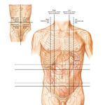 Regions and Planes of Abdomen