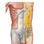 Anterior Abdominal Wall: Superficial Dissection