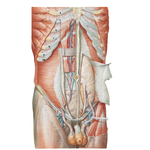 Anterior Abdominal Wall: Deep Dissection
