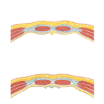 Rectus Sheath: Cross Section