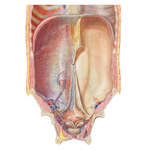 Anterior Abdominal Wall: Internal View